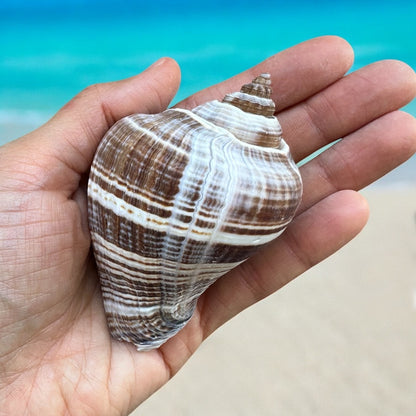Conch Seashell Rare Spiky Brown White Pattern Ocean Big Natural Sea Shell Home Decor Aquarium House Decoration Beach Lovers Gift