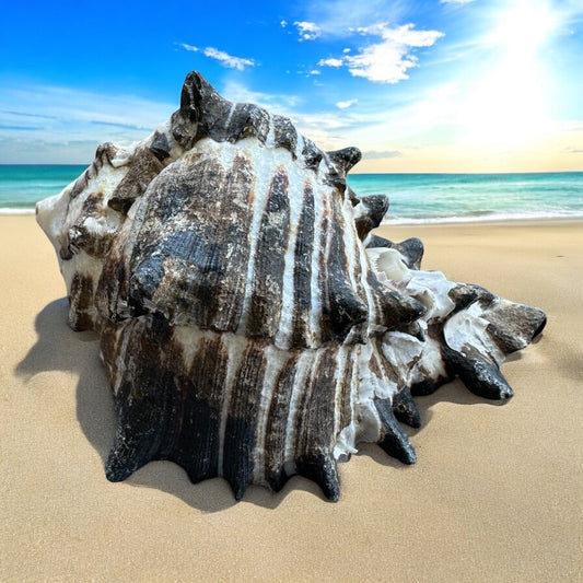 Large Conch Seashell Black White Spiky Real Rare Natural Big Decorative Sea Shells Coastal Beach Home Decor Ocean Decoration Collection Gift