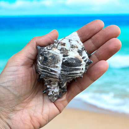 Large Conch Seashell Black White Spiky Real Rare Natural Big Decorative Sea Shells Coastal Beach Home Decor Ocean Decoration Collection Gift