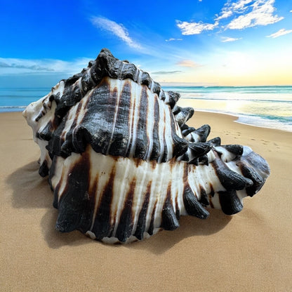 Conch Seashell Black White Spiky Real Rare Natural Big Decorative Sea Shells Coastal Beach Home Decor Ocean Decoration Collection Gift