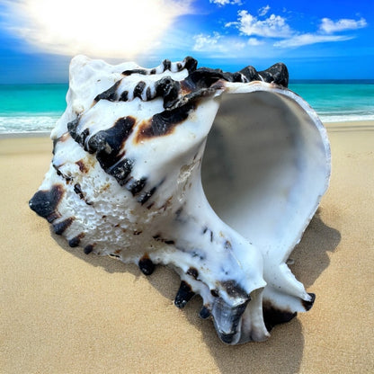 Conch Seashell Black White Spiky Real Rare Natural Big Decorative Sea Shells Coastal Beach Home Decor Ocean Decoration Collection Gift