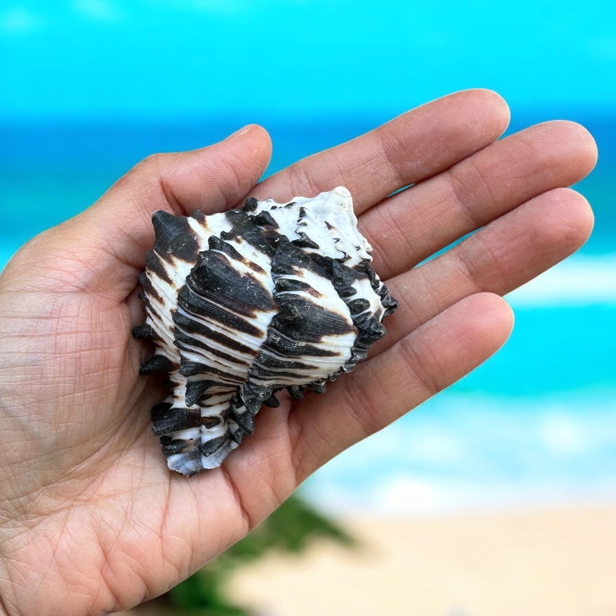 Conch Seashell Black White Spiky Real Rare Natural Big Decorative Sea Shells Coastal Beach Home Decor Ocean Decoration Collection Gift