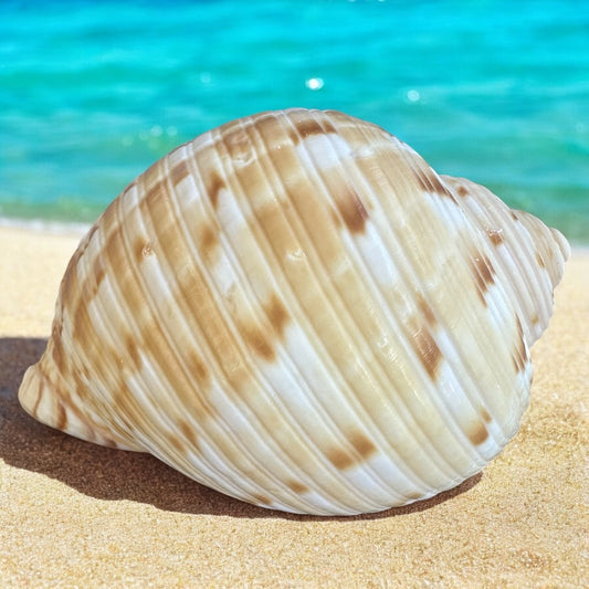 Large Conch Seashell Orange Round Brown Pattern Rare Natural Big Ocean Sea Shell Coastal Home Decor Nautical Centerpiece Beach House Aquarium Decoration