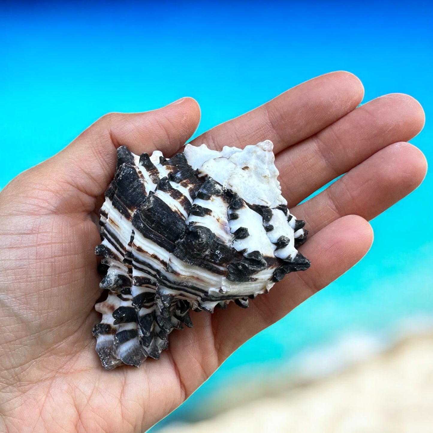 Conch Seashell Black White Spiky Real Rare Natural Big Decorative Sea Shells Coastal Beach Home Decor Ocean Decoration Collection Gift