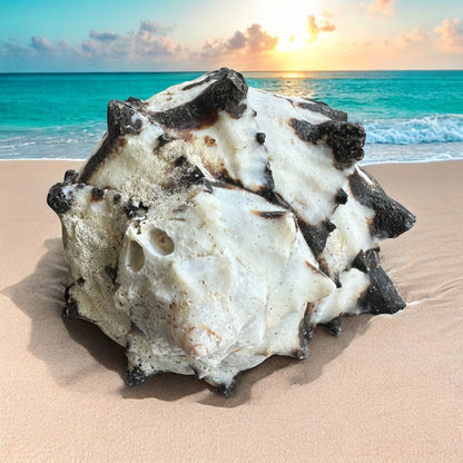 Conch Seashell Black White Spiky Real Rare Natural Big Decorative Sea Shells Coastal Beach Home Decor Ocean Decoration Collection Gift