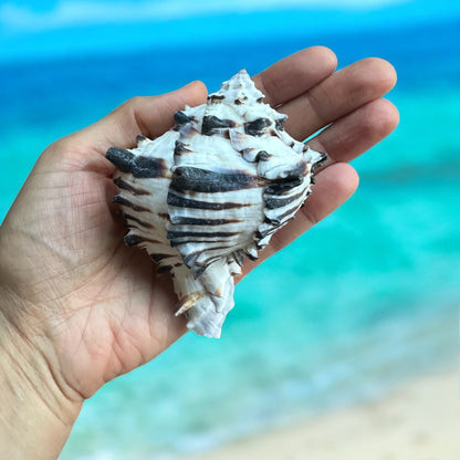 Large Conch Seashell Black White Spiky Real Rare Natural Big Decorative Sea Shells Coastal Beach Home Decor Ocean Decoration Collection Gift