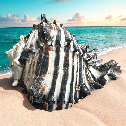 Giant Large Conch Seashell Black White Spiky Real Rare Natural Big Decorative Sea Shells Coastal Beach Home Decor Ocean Decoration Collection Gift