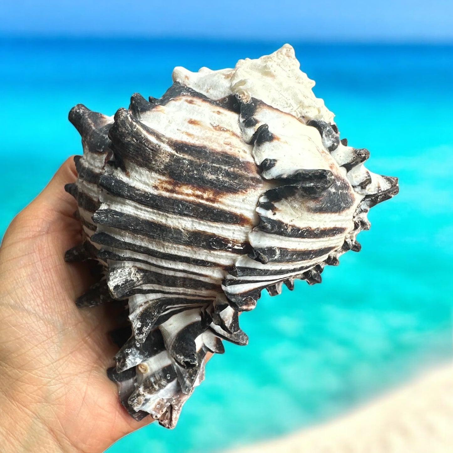 Giant Large Conch Seashell Black White Spiky Real Rare Natural Big Decorative Sea Shells Coastal Beach Home Decor Ocean Decoration Collection Gift