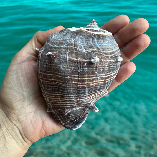 Giant Conch Seashell Rare Spiky Brown White Pattern Ocean Big Natural Sea Shell Home Decor Aquarium House Decoration Beach Lovers Gift