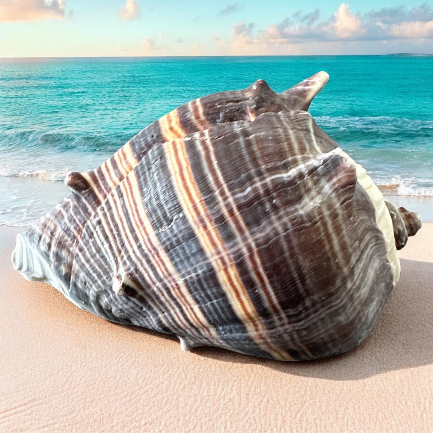 Giant Conch Seashell Rare Spiky Brown White Pattern Ocean Big Natural Sea Shell Home Decor Aquarium House Decoration Beach Lovers Gift