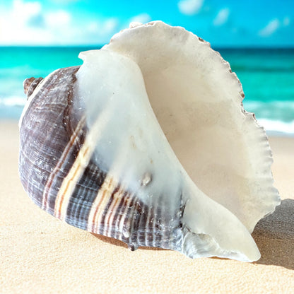 Giant Conch Seashell Rare Spiky Brown White Pattern Ocean Big Natural Sea Shell Home Decor Aquarium House Decoration Beach Lovers Gift