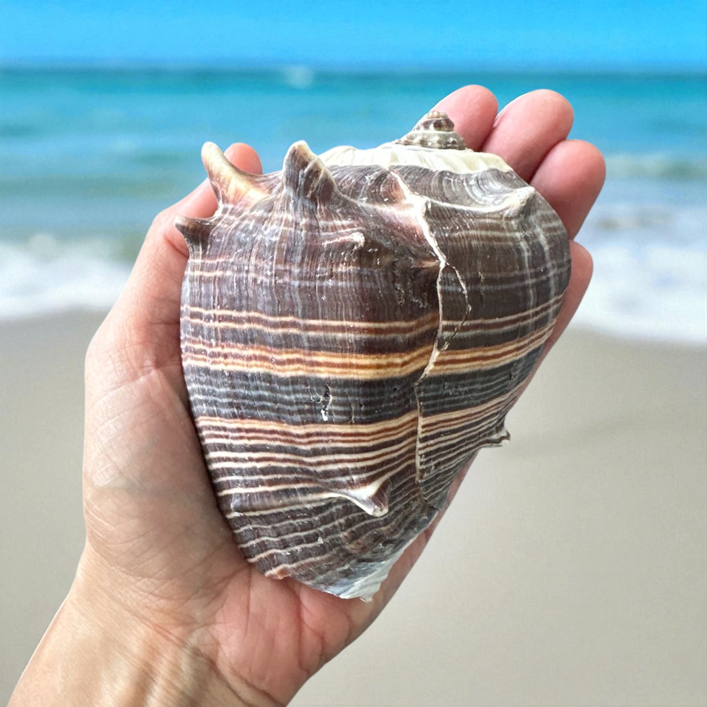 Giant Conch Seashell Rare Spiky Brown White Pattern Ocean Big Natural Sea Shell Home Decor Aquarium House Decoration Beach Lovers Gift