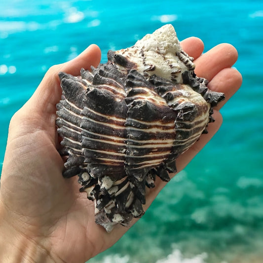 Large Conch Seashell Black White Spiky Real Rare Natural Big Decorative Sea Shells Coastal Beach Home Decor Ocean Decoration Collection Gift