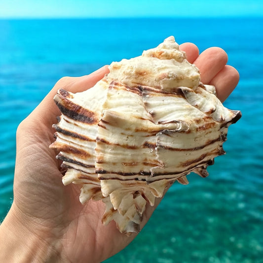 Large Conch Seashell Black White Spiky Real Rare Natural Big Decorative Sea Shells Coastal Beach Home Decor Ocean Decoration Collection Gift