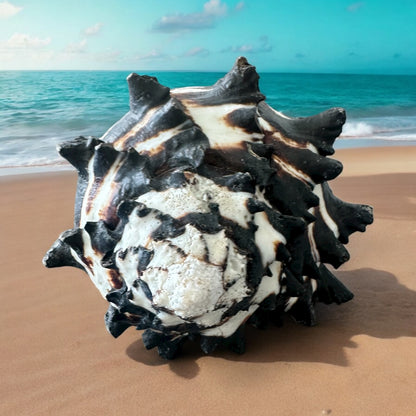 Giant Large Conch Seashell Black White Spiky Real Rare Natural Big Decorative Sea Shells Coastal Beach Home Decor Ocean Decoration Collection Gift