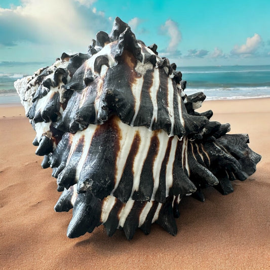 Giant Large Conch Seashell Black White Spiky Real Rare Natural Big Decorative Sea Shells Coastal Beach Home Decor Ocean Decoration Collection Gift