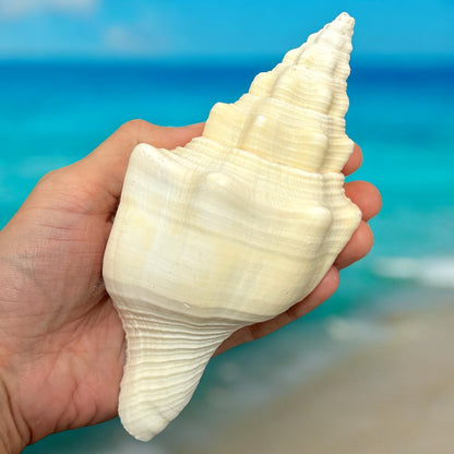 Large Conch Seashell White Vintage Rare Big Ocean Sea Shell Coastal Decor Nautical Centerpiece Decoration Beach Lovers Collective Gift