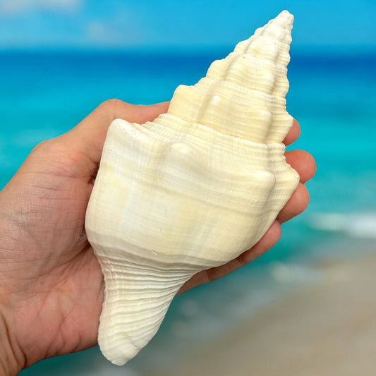Large Conch Seashell White Vintage Rare Big Ocean Sea Shell Coastal Decor Nautical Centerpiece Decoration Beach Lovers Collective Gift
