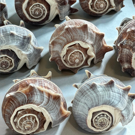 Large Conch 3"-4" Seashells Rare Spiky Pattern Ocean Big Natural Sea Shell Home Decor Aquarium House Decoration Beach Lovers Gift