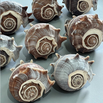 Large Conch 3"-4" Seashells Rare Spiky Pattern Ocean Big Natural Sea Shell Home Decor Aquarium House Decoration Beach Lovers Gift