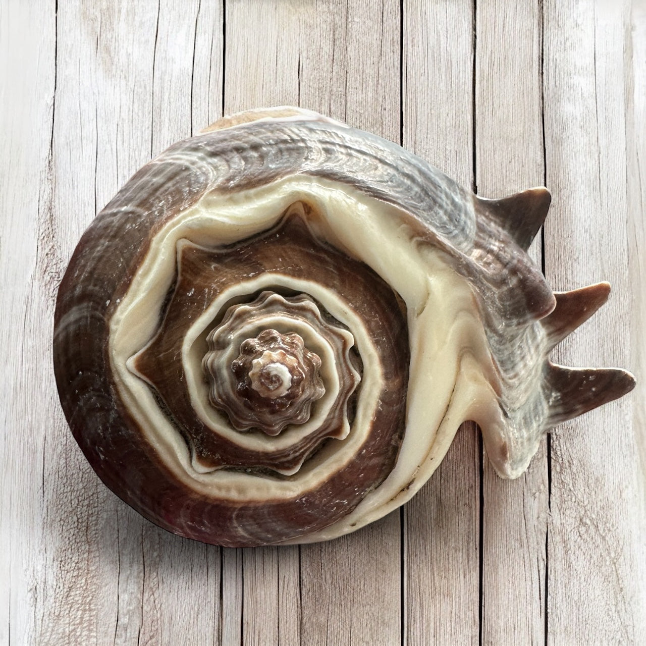 Large Conch 3"-4" Seashells Rare Spiky Pattern Ocean Big Natural Sea Shell Home Decor Aquarium House Decoration Beach Lovers Gift