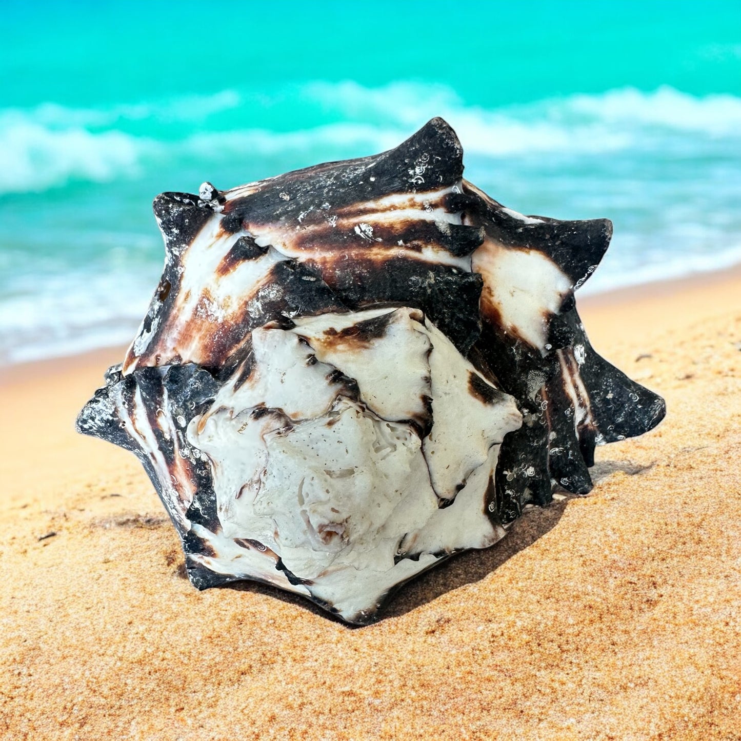 Large Conch Seashell Black White Spiky Real Rare Natural Big Decorative Sea Shells Coastal Beach Home Decor Ocean Decoration Collection Gift