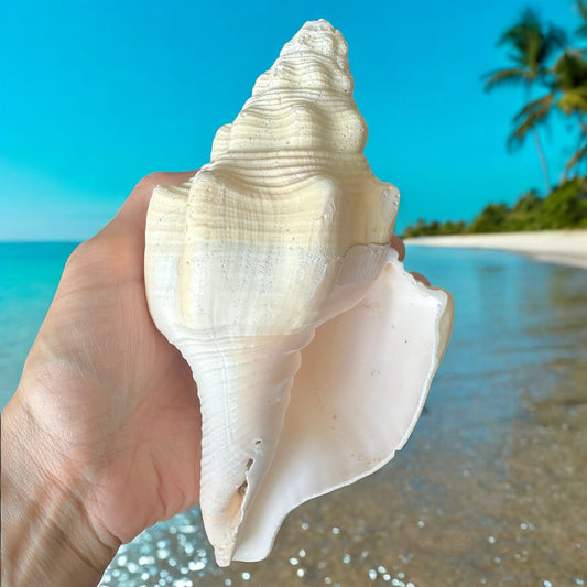 Large Conch Seashell White Vintage Rare Big Ocean Sea Shell Coastal Decor Nautical Centerpiece Decoration Beach Lovers Collective Gift