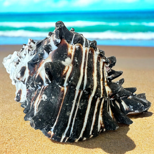 Large Conch Seashell Black White Spiky Real Rare Natural Big Decorative Sea Shells Coastal Beach Home Decor Ocean Decoration Collection Gift