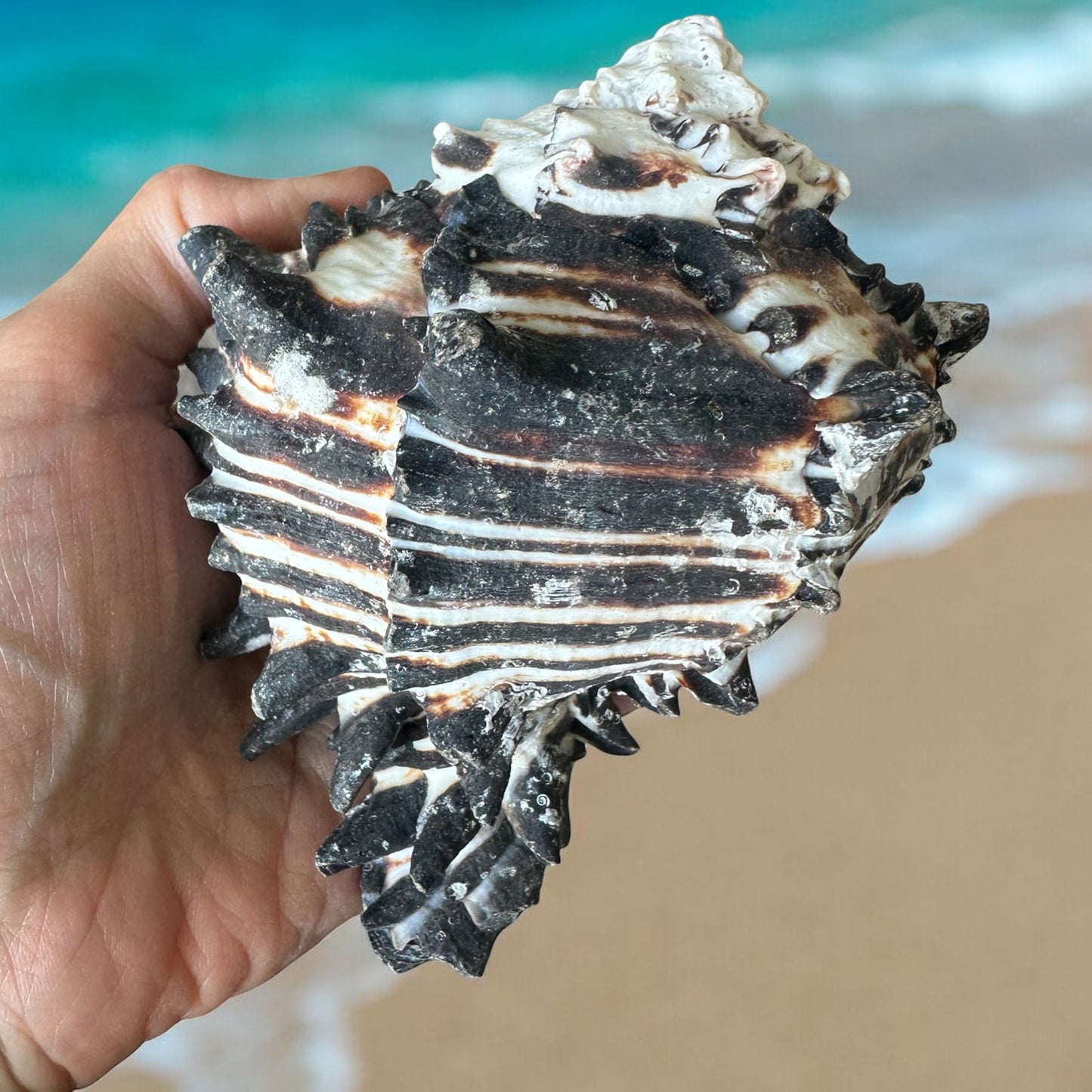 Large Conch Seashell Black White Spiky Real Rare Natural Big Decorative Sea Shells Coastal Beach Home Decor Ocean Decoration Collection Gift