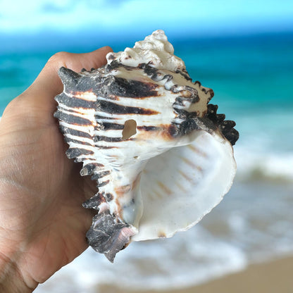 Large Conch Seashell Black White Spiky Real Rare Natural Big Decorative Sea Shells Coastal Beach Home Decor Ocean Decoration Collection Gift