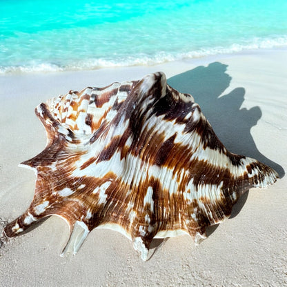 Large Conch Seashell Spiky White Brown Real Ocean Natural Sea Shells Home Decor Art Craft Sea Decoration Beach Lovers Gift