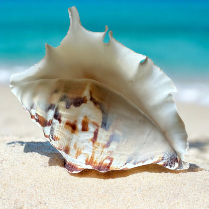 Large Conch Seashell Spiky White Brown Real Ocean Natural Sea Shells Home Decor Art Craft Sea Decoration Beach Lovers Gift