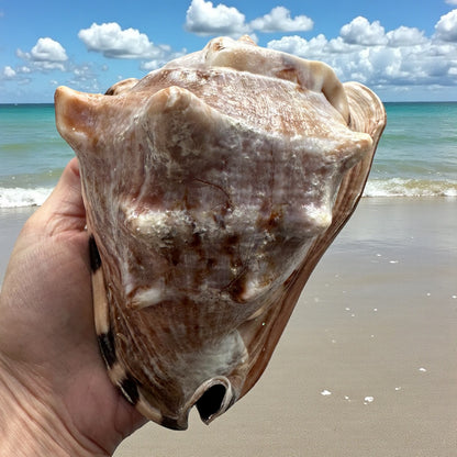 Bahamas Large Conch Seashell Rare Brown Pattern Big Sea Snail Specimen Ocean Home Decor Coastal Centerpiece Decoration Special Collection Gift