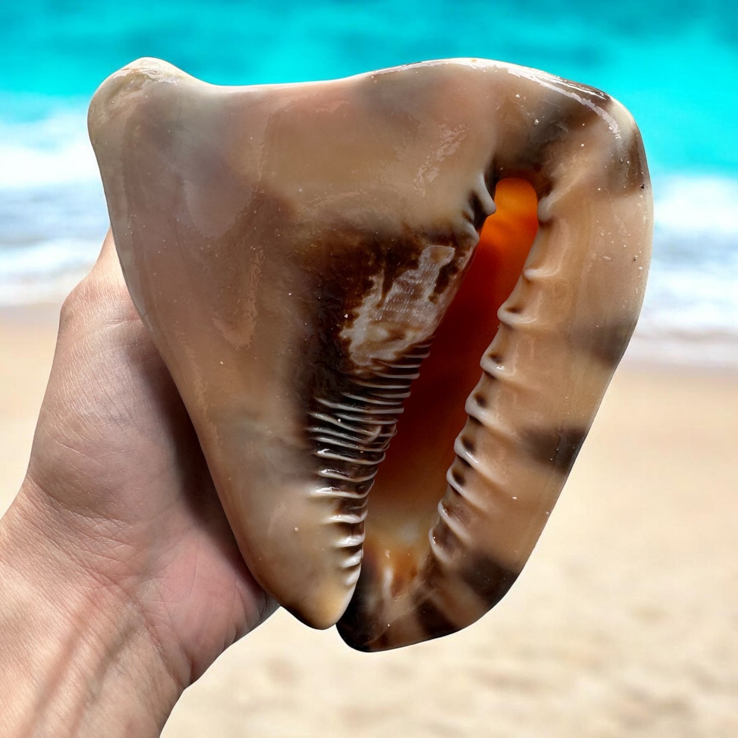 Bahamas Large Conch Seashell Rare Brown Pattern Big Sea Snail Specimen Ocean Home Decor Coastal Centerpiece Decoration Special Collection Gift