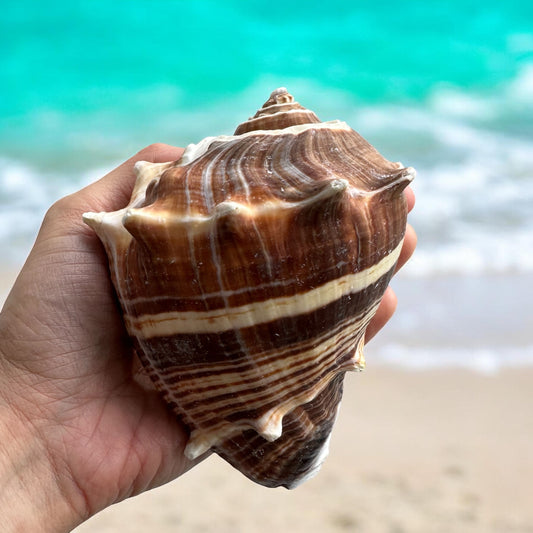 Giant Conch Seashell Rare Spiky Brown White Pattern Ocean Big Natural Sea Shell Home Decor Aquarium House Decoration Beach Lovers Gift
