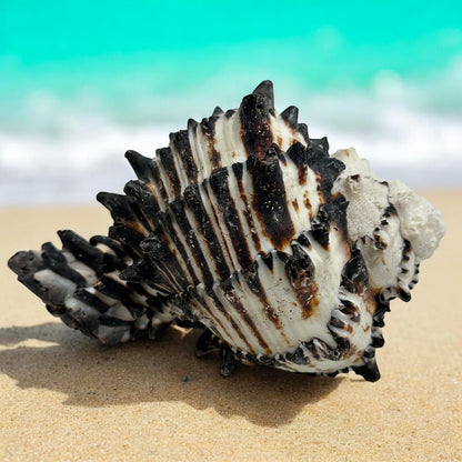 Large Conch Seashell Black White Spiky Real Rare Natural Big Decorative Sea Shells Coastal Beach Home Decor Ocean Decoration Collection Gift