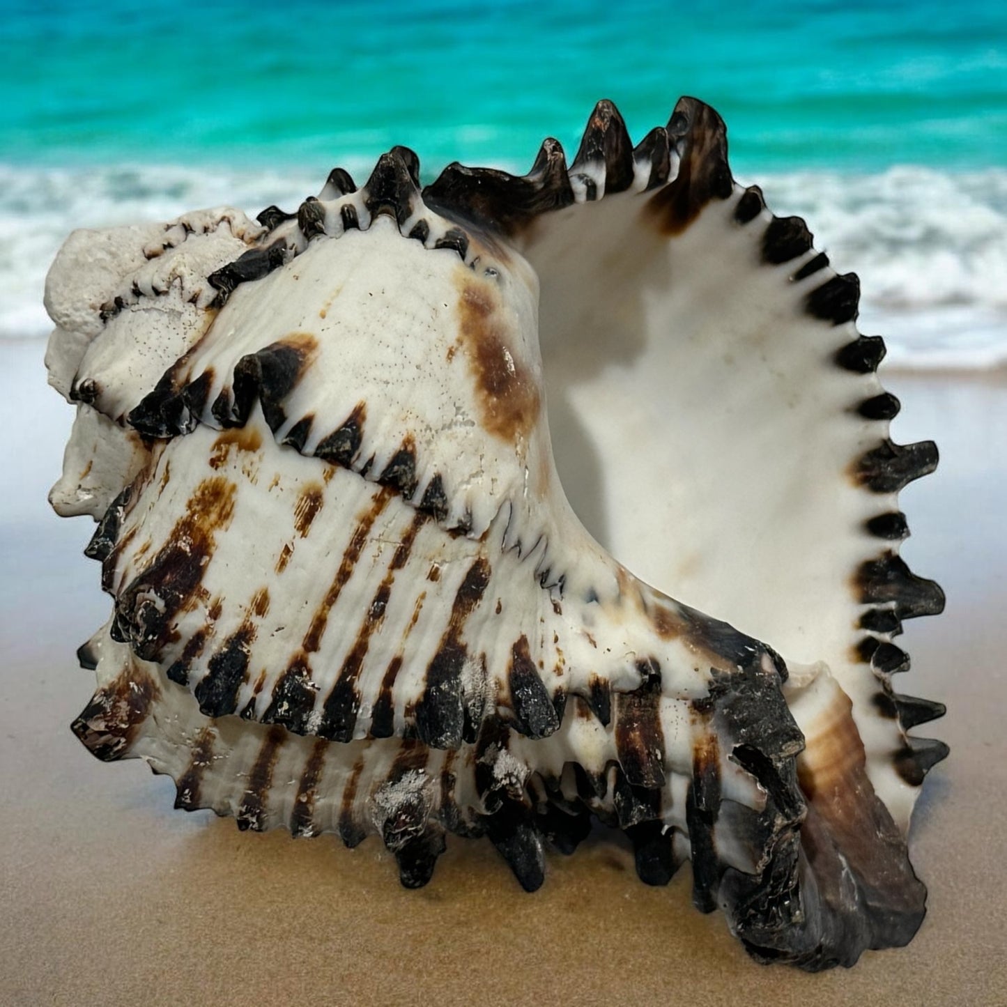 Large Conch Seashell Black White Spiky Real Rare Natural Big Decorative Sea Shells Coastal Beach Home Decor Ocean Decoration Collection Gift