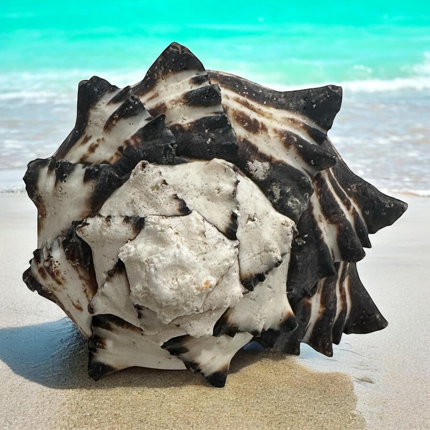 Large Conch Seashell Black White Spiky Real Rare Natural Big Decorative Sea Shells Coastal Beach Home Decor Ocean Decoration Collection Gift