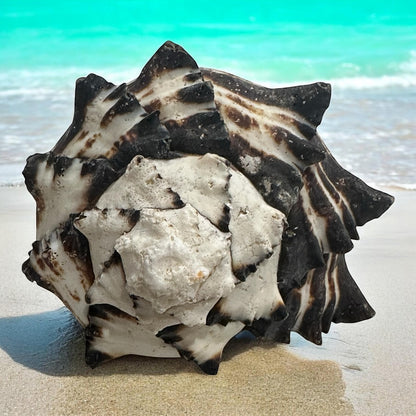 Large Conch Seashell Black White Spiky Real Rare Natural Big Decorative Sea Shells Coastal Beach Home Decor Ocean Decoration Collection Gift