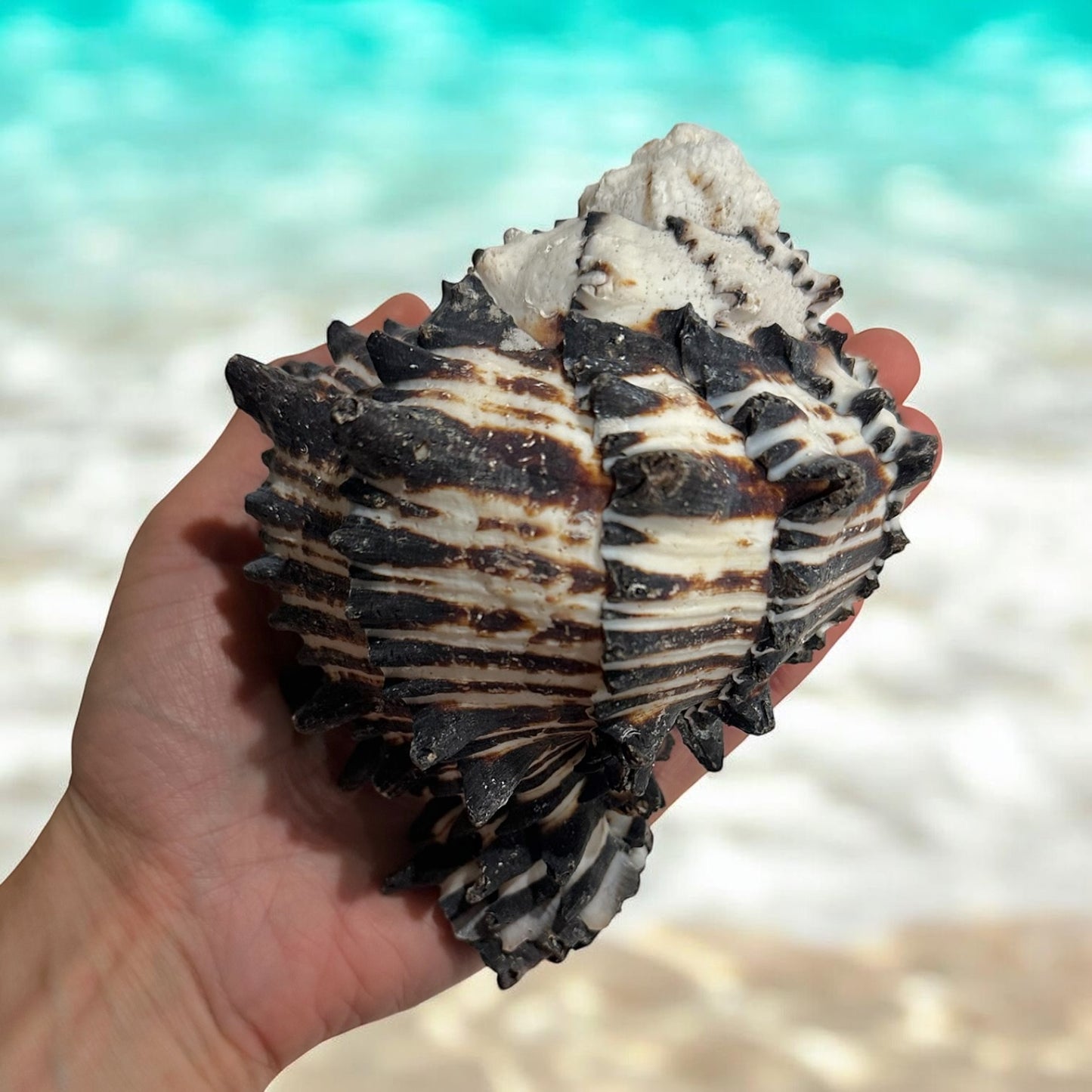 Large Conch Seashell Black White Spiky Real Rare Natural Big Decorative Sea Shells Coastal Beach Home Decor Ocean Decoration Collection Gift