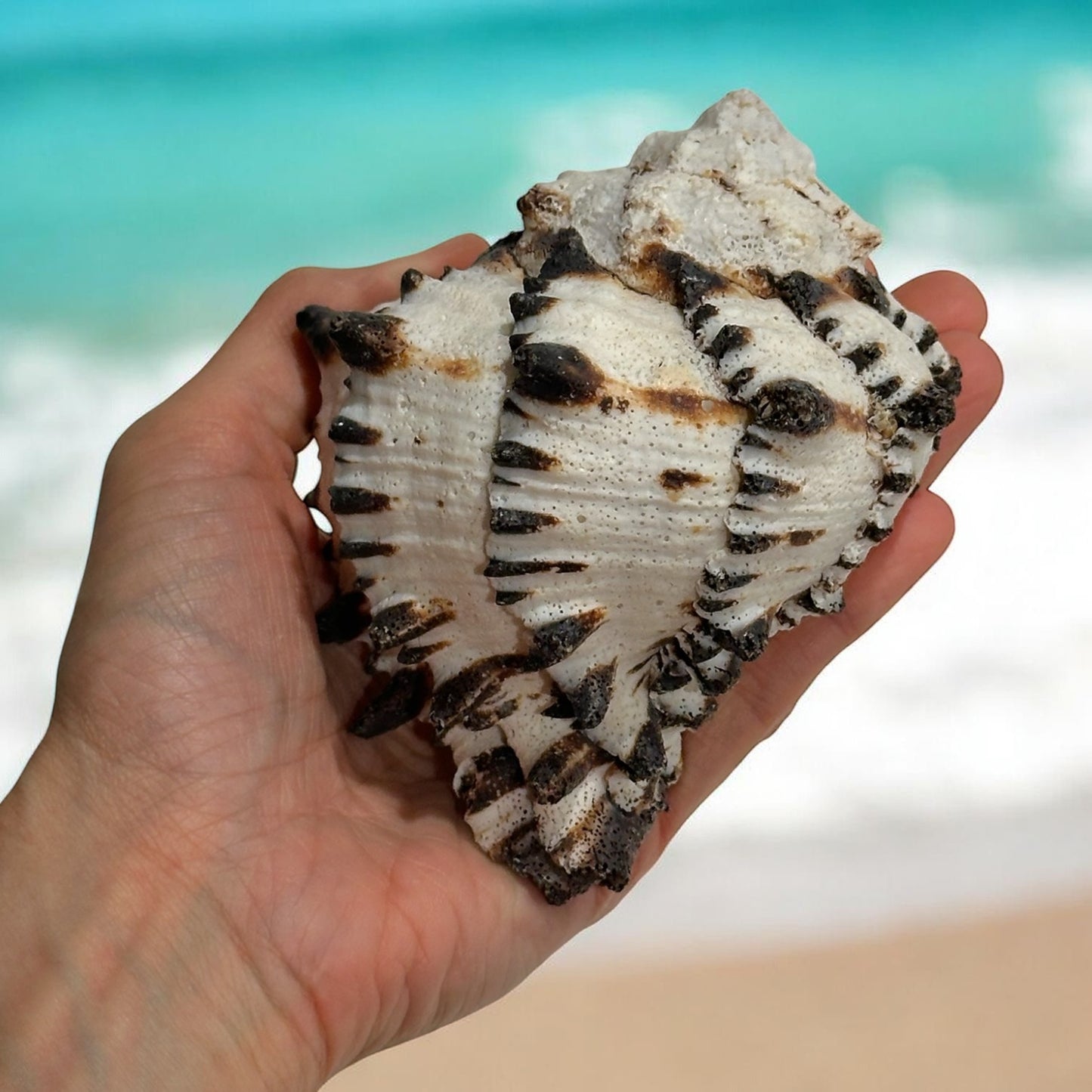 Large Conch Seashell Black White Rare Natural Spiky Real Big Decorative Sea Shell Coastal Beach Home Decor Ocean Decoration Collection Gift