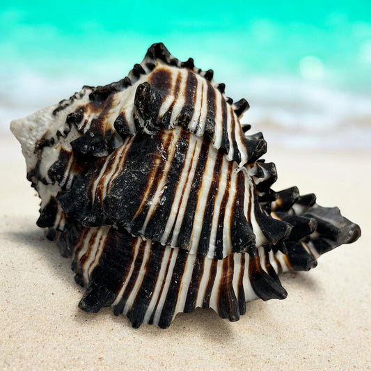 Large Conch Seashell Black White Spiky Real Rare Natural Big Decorative Sea Shells Coastal Beach Home Decor Ocean Decoration Collection Gift