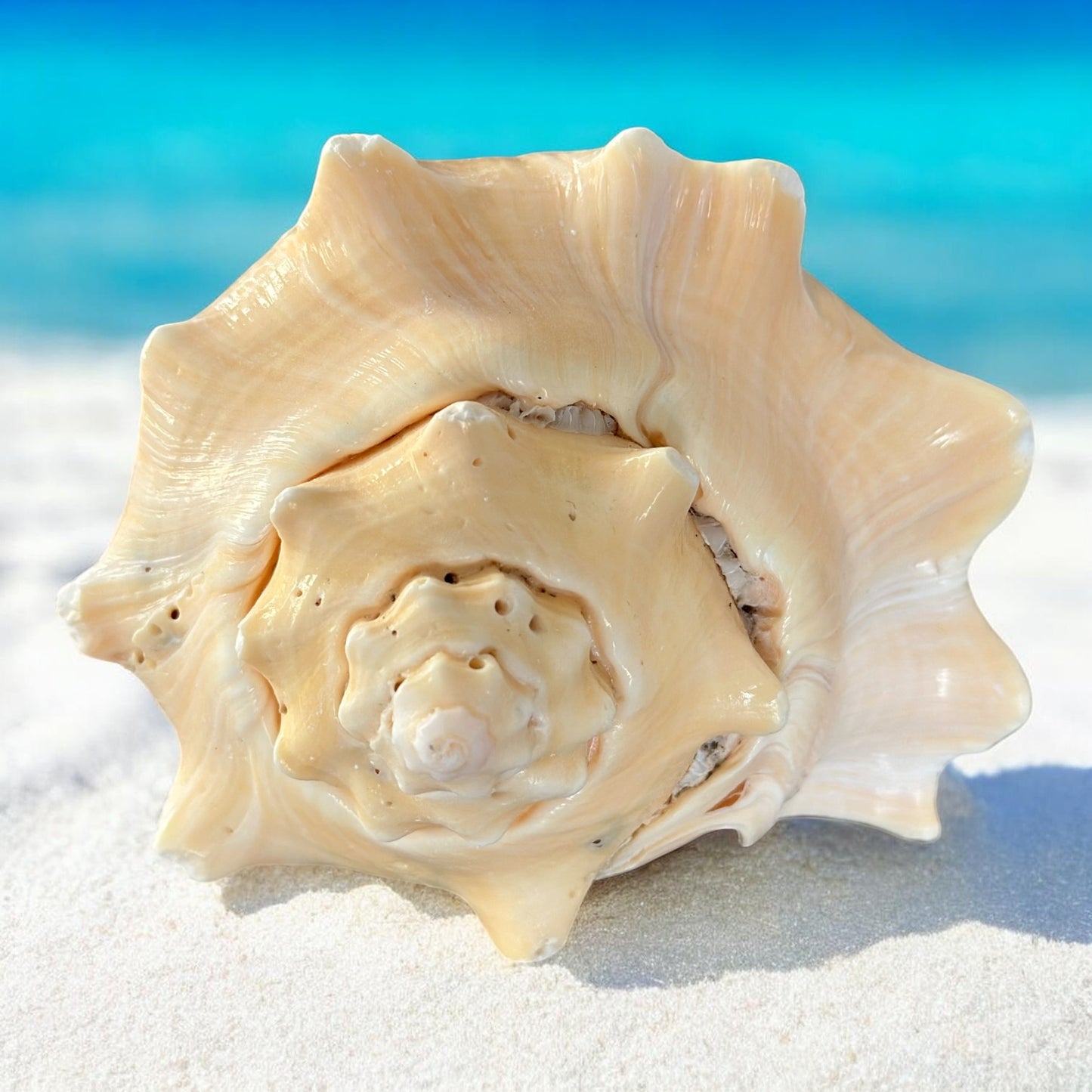 Bahamas Large Conch Seashell Natural Ocean Home Decor Nautical Big Decorative Centerpiece Sea Shell Coastal Decoration Beach Lover Gift