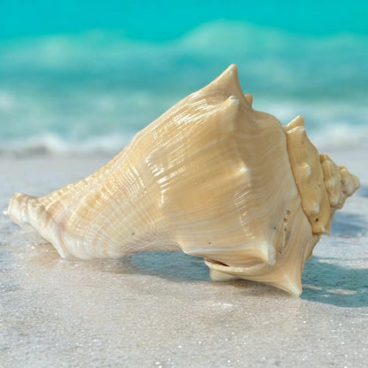 Bahamas Large Conch Seashell Natural Ocean Home Decor Nautical Big Decorative Centerpiece Sea Shell Coastal Decoration Beach Lover Gift