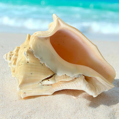Bahamas Large Conch Seashell Natural Ocean Home Decor Nautical Big Decorative Centerpiece Sea Shell Coastal Decoration Beach Lover Gift