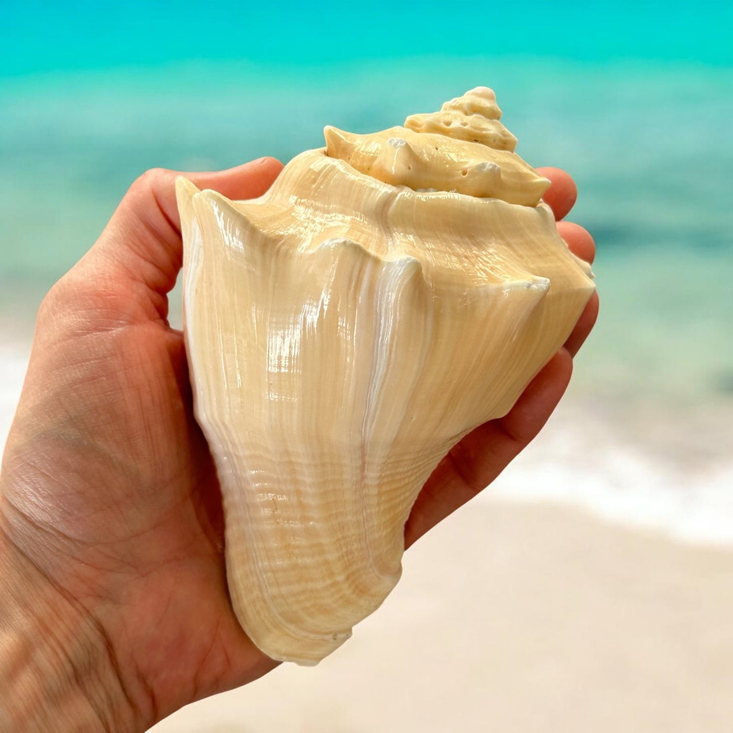 Bahamas Large Conch Seashell Natural Ocean Home Decor Nautical Big Decorative Centerpiece Sea Shell Coastal Decoration Beach Lover Gift