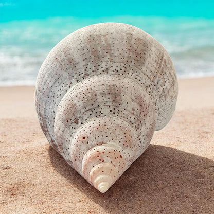 Large Conch Seashell Rare Vintage White Natural Coastal Beach Home Decor Nautical Big Centerpiece Sea Shell Decoration Beach Collection Gift