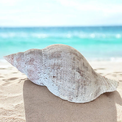 Large Conch Seashell Rare Vintage White Natural Coastal Beach Home Decor Nautical Big Centerpiece Sea Shell Decoration Beach Collection Gift