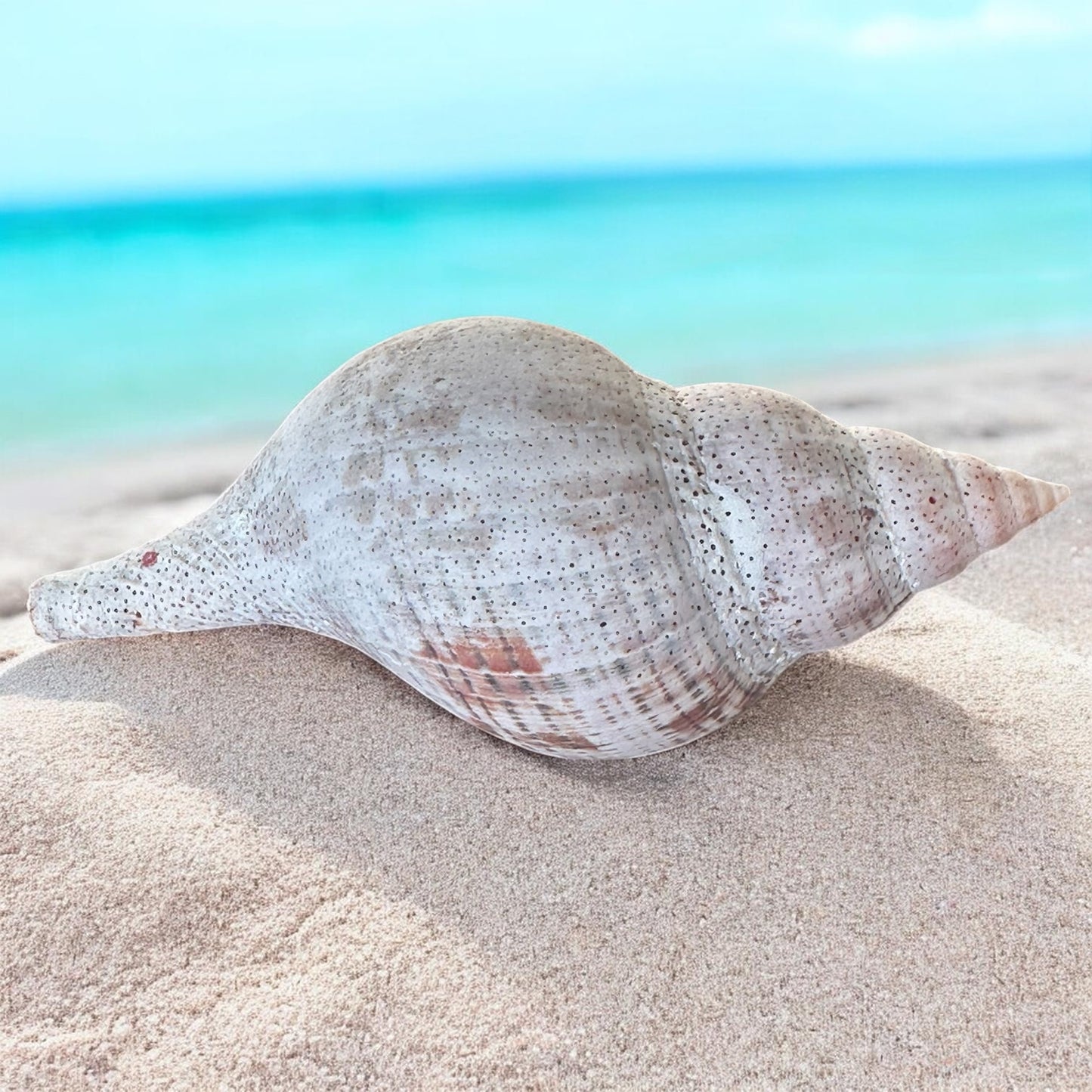 Large Conch Seashell Rare Vintage White Natural Coastal Beach Home Decor Nautical Big Centerpiece Sea Shell Decoration Beach Collection Gift