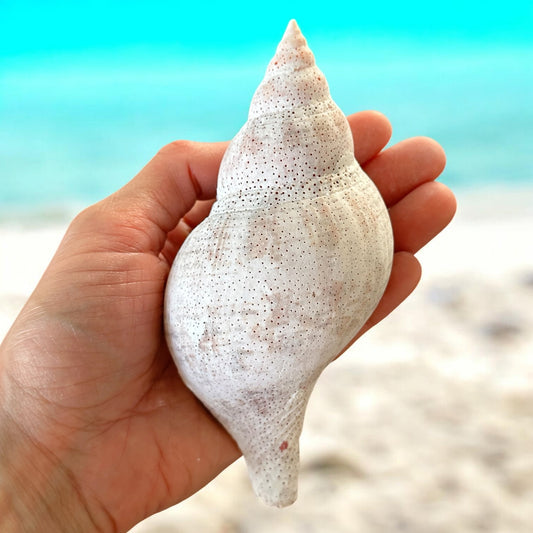 Large Conch Seashell Rare Vintage White Natural Coastal Beach Home Decor Nautical Big Centerpiece Sea Shell Decoration Beach Collection Gift